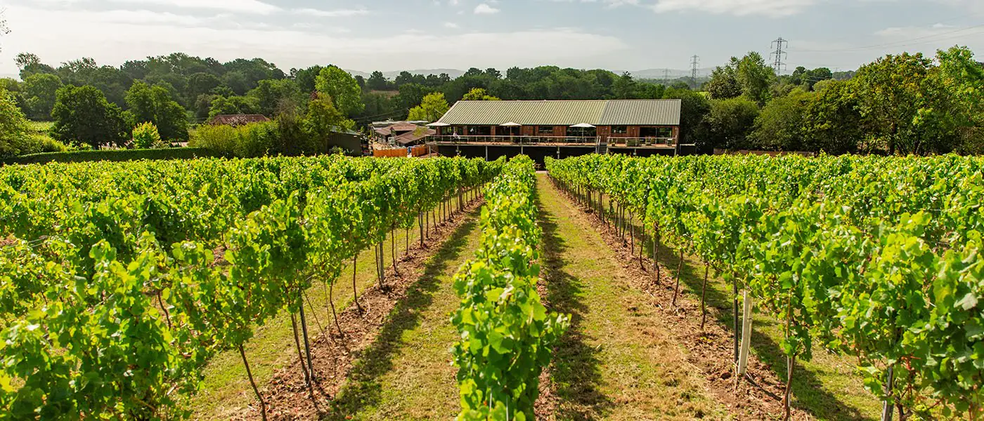 Vines in summer at a West Sussex sparkling-wine estate.